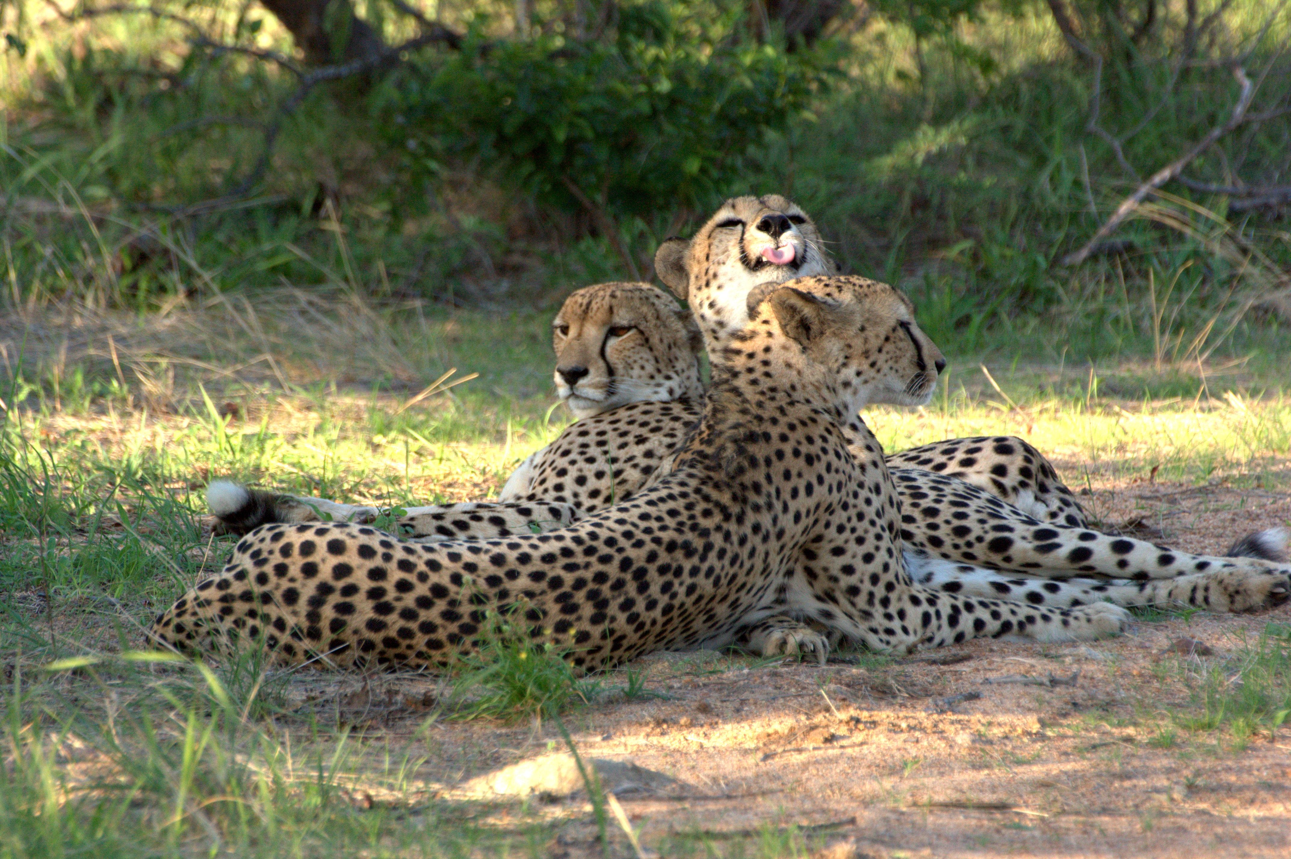 Karongwe Portfolio- Shiduli Private Game Lodge Karongwe Game Reserve Exterior foto