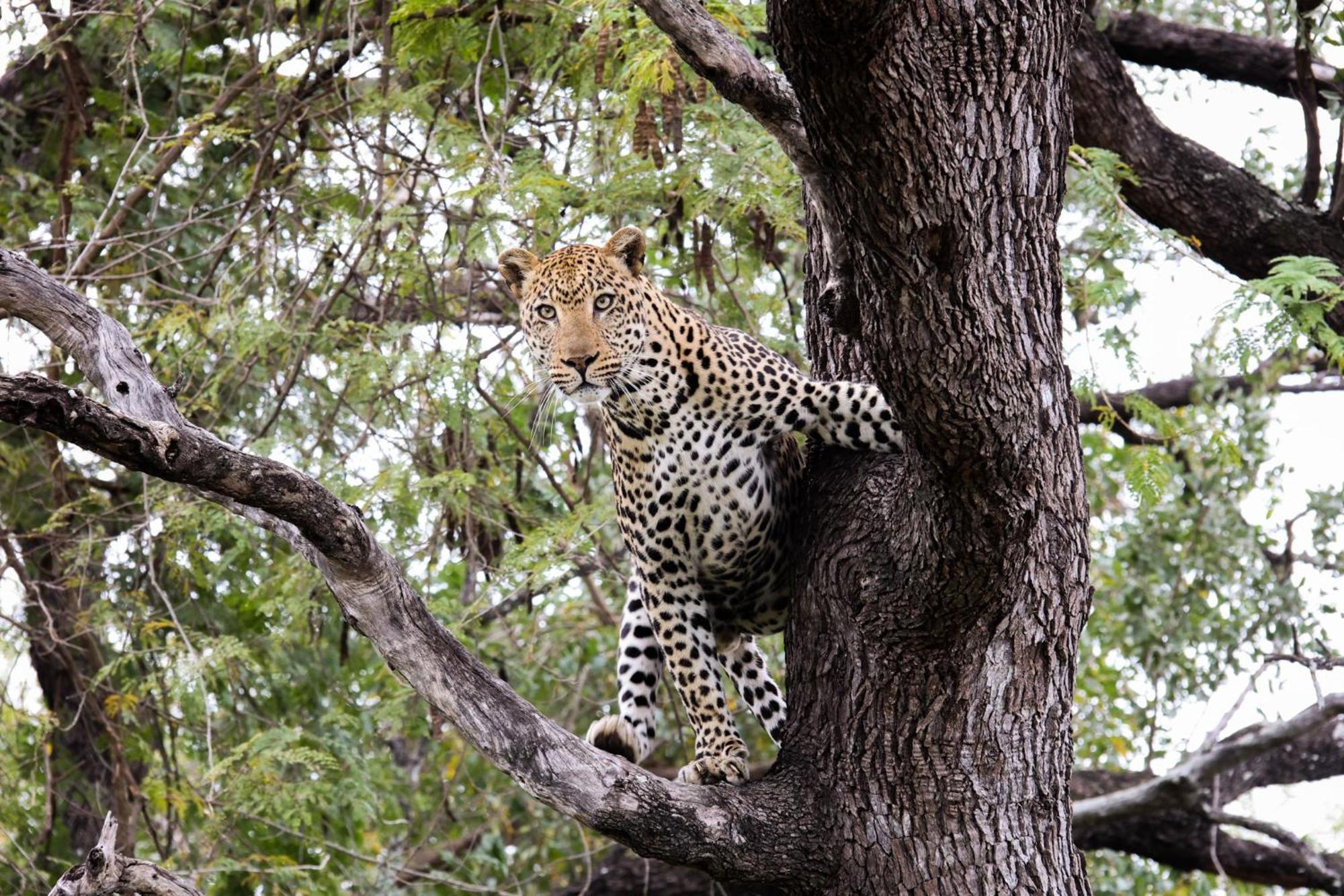 Karongwe Portfolio- Shiduli Private Game Lodge Karongwe Game Reserve Exterior foto